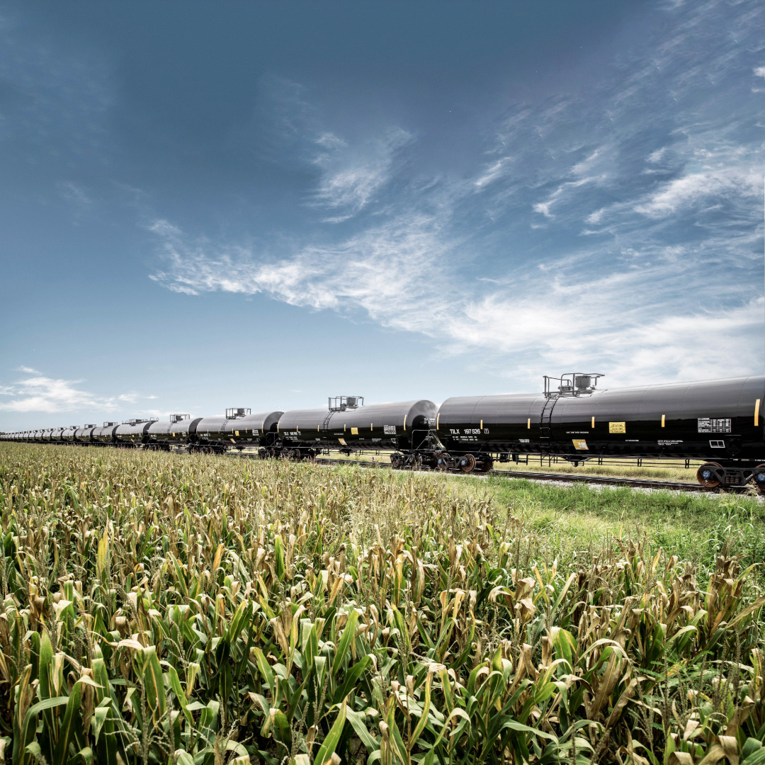 A line of black rail freight tank cars in a corn field.